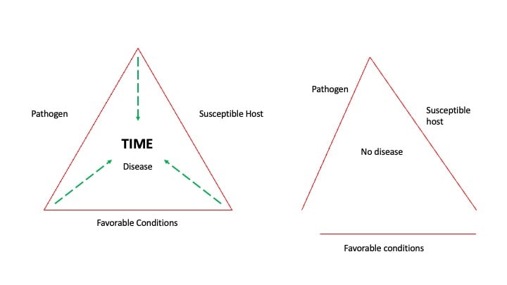 Disease triangle