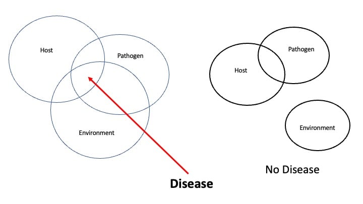 Disease vs No Disease