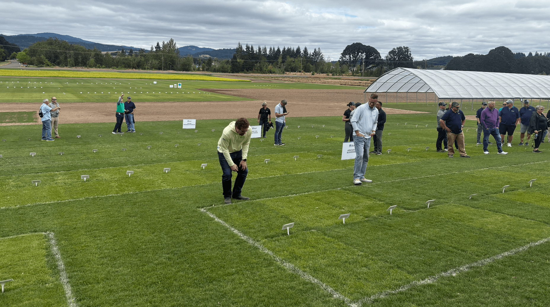 Grass Options