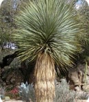Misc Blue Yucca