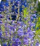 Misc Creeping Mahonia