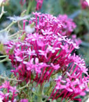 Misc Red Valerian