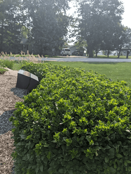Lawn Care 2