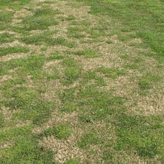 clumpy-poa-GLP