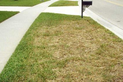ewing-irrigation-chinch-bug-management-turf-example