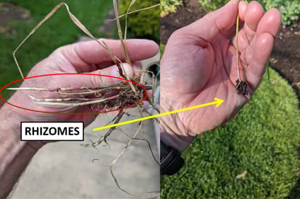 ewing-irrigation-weed-identification-quackgrass-rhizomes