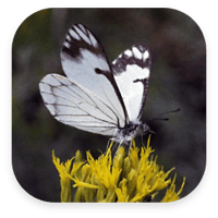 forest-insects-app_2x