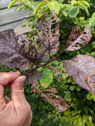 A person holding a leaf to show the damage done to it by a beetle.
