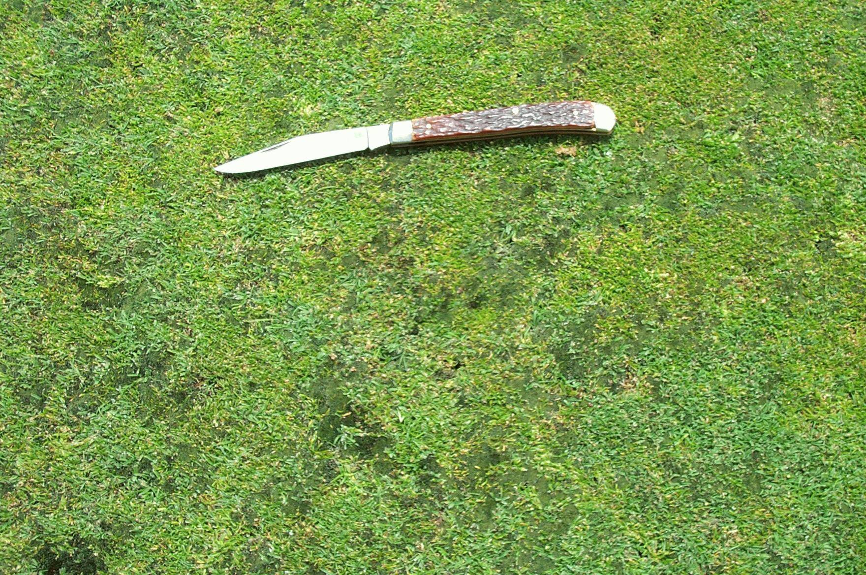 A knife lying on a putting green heavily infested with silver-threaded moss.