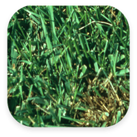turfMD-app_2x