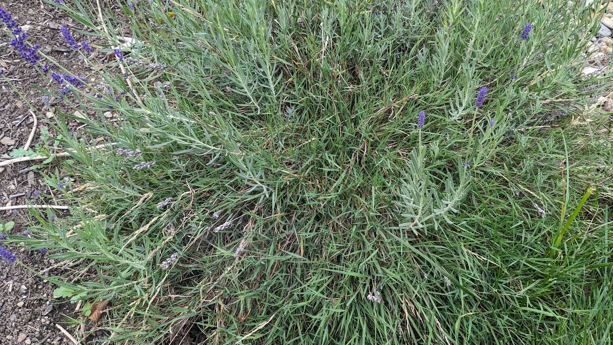  An image of bentgrass invading a lavender plant. 