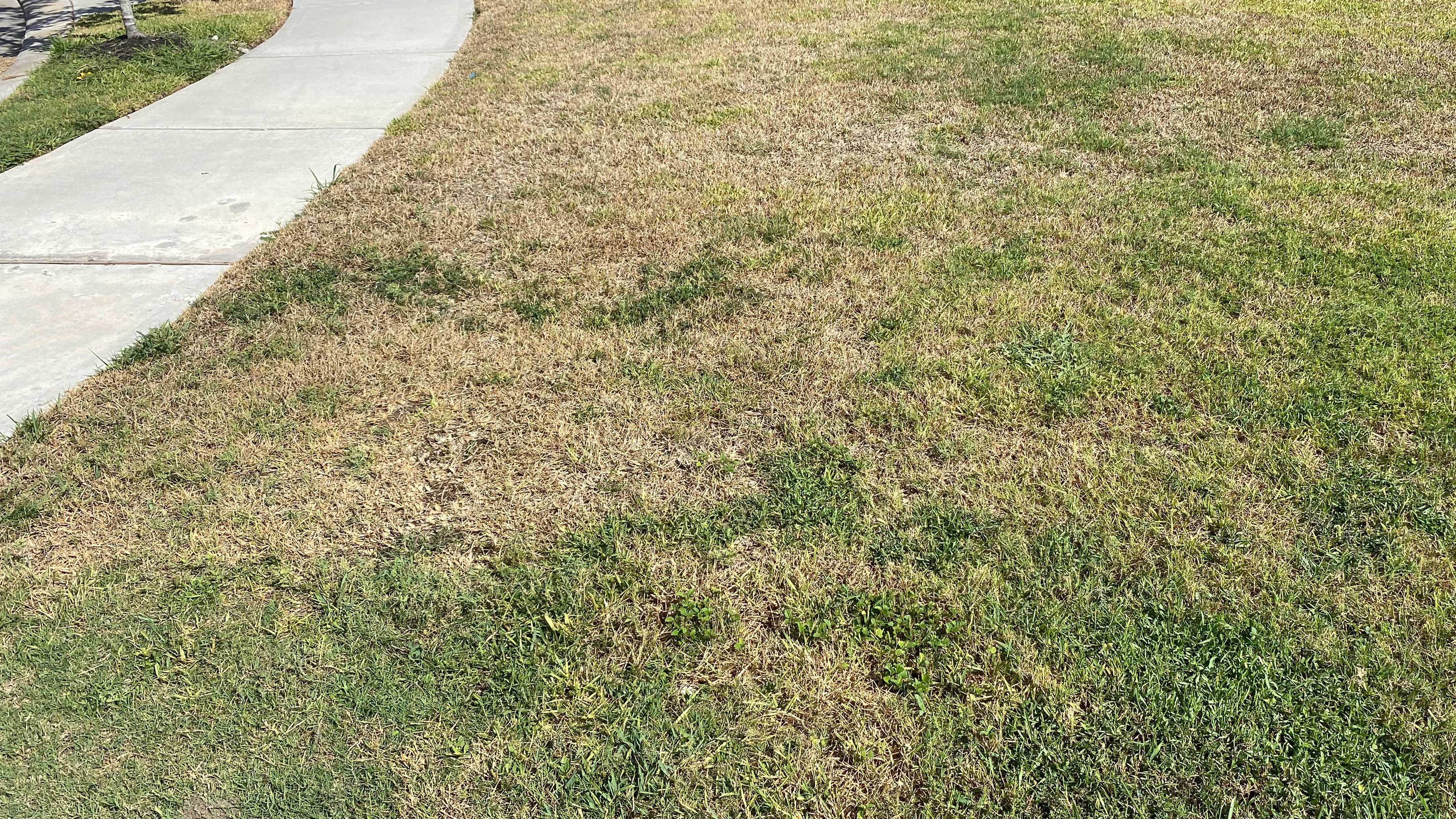 Chinch bug damage on turf.