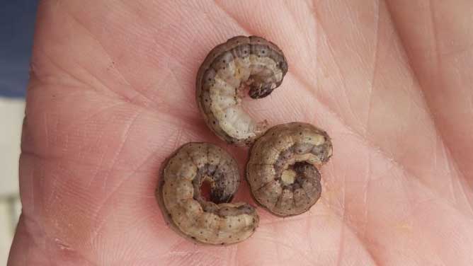 A person’s hand holding three small Fall armyworms.