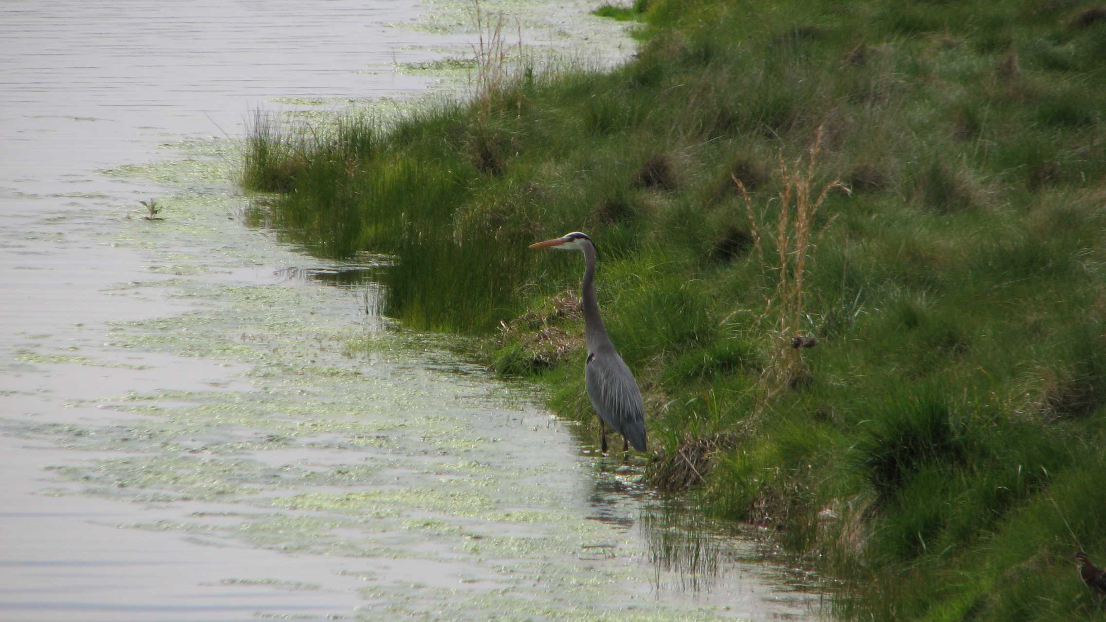 A grey bird standing near a body of water.
