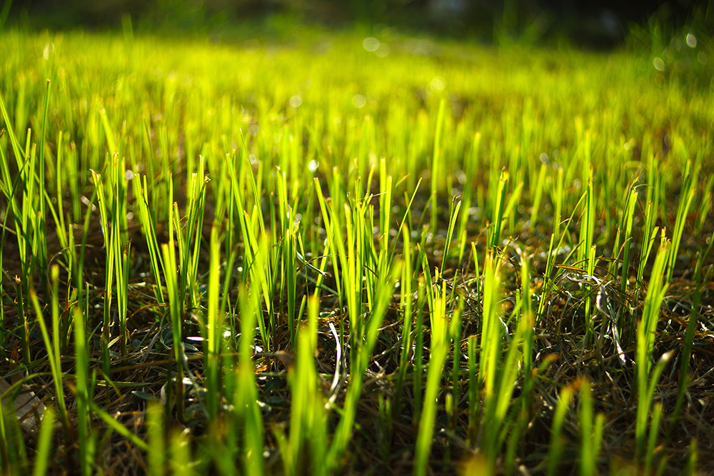 overseed white paper
