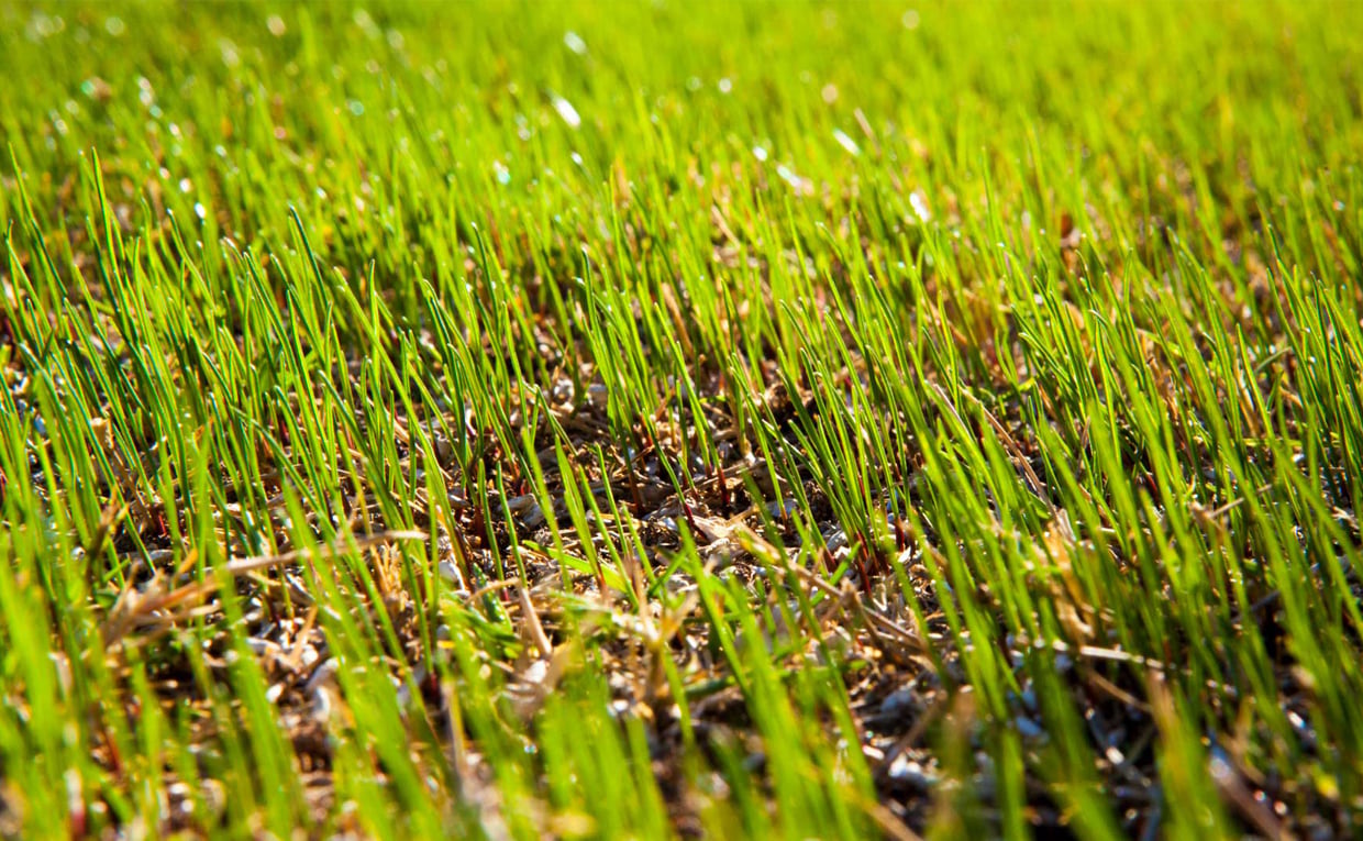 overseeding existing lawn