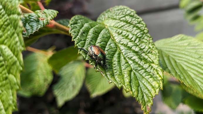 A beetle sitting on a green leaf of a plant.