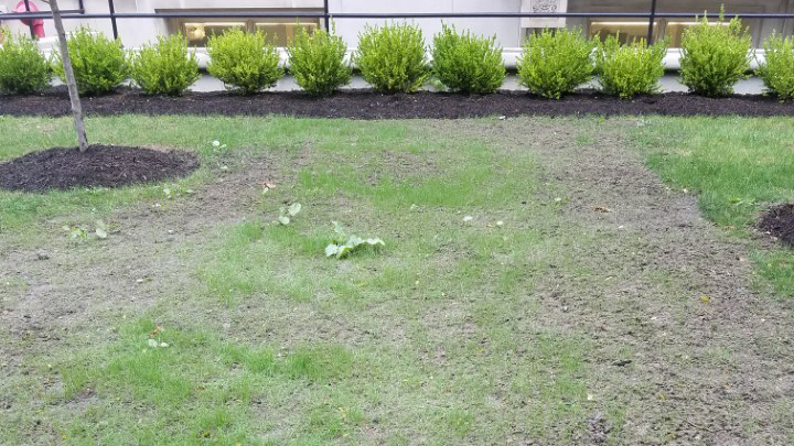 A grassy area with patches of dirt ready for seeding. 