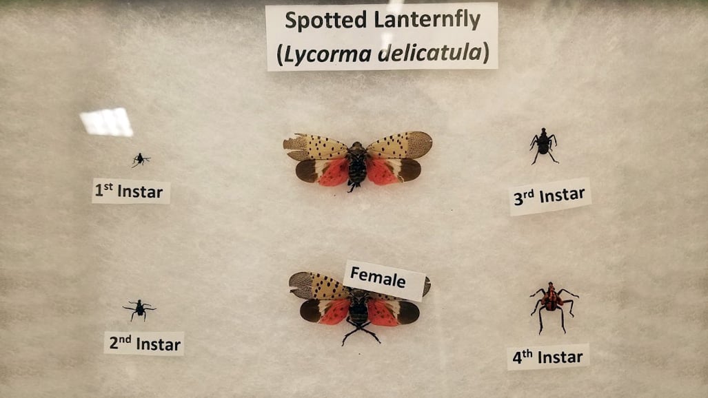 A picture showing the different life stages of the spotted lanternfly.