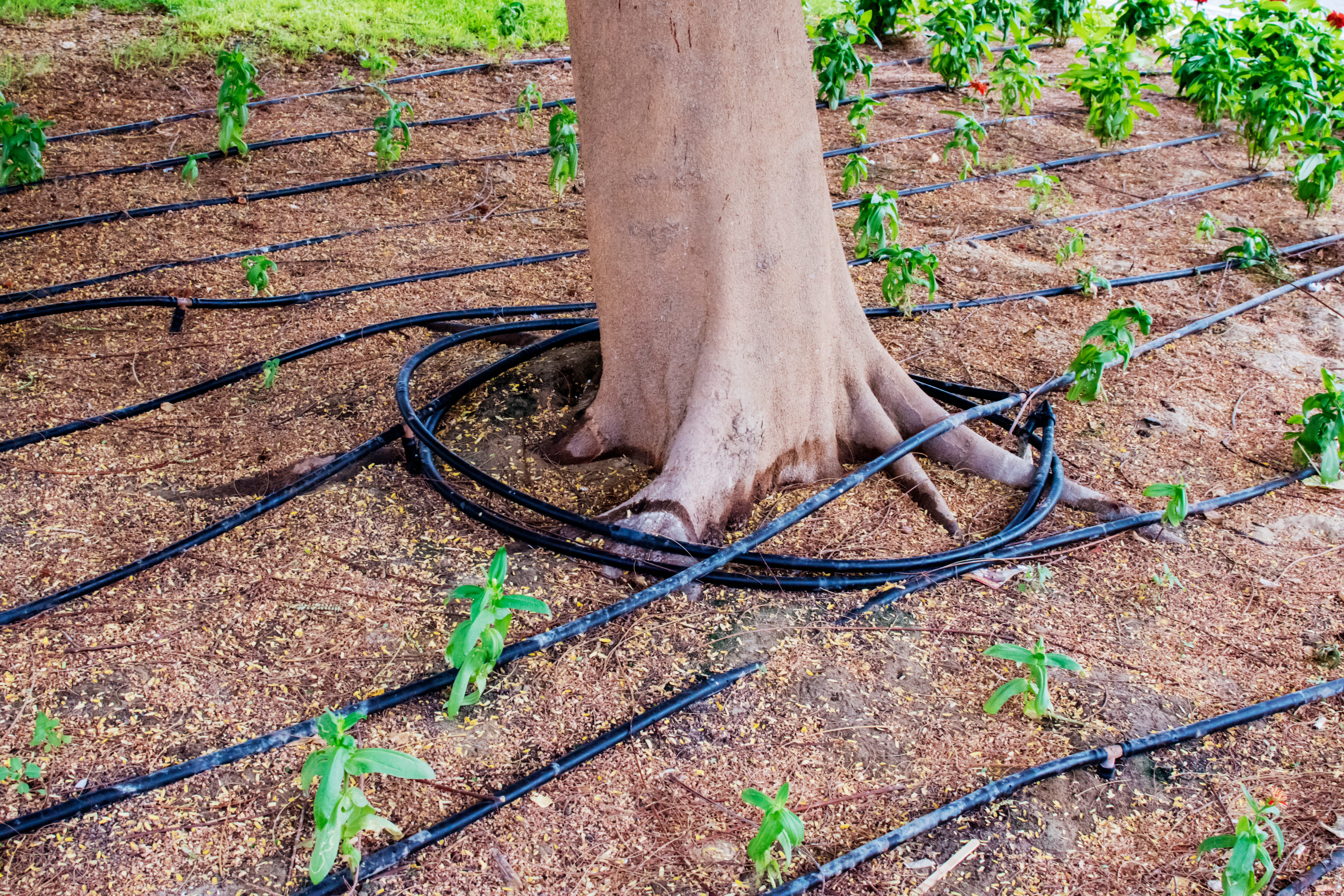 Trees and shrubs with tubes for a drip irrigation system