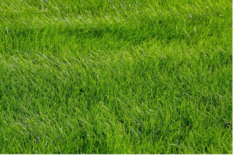 Turf Colorant