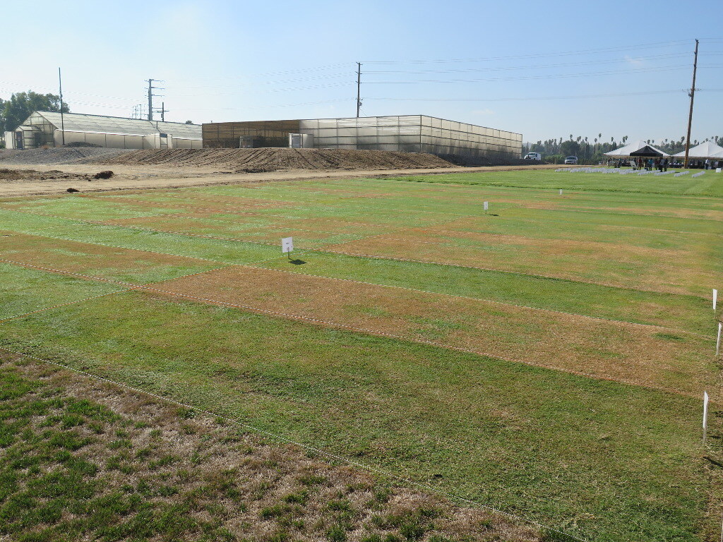 plots containing various irrigation best management practices at UC Riverside's turf research facility