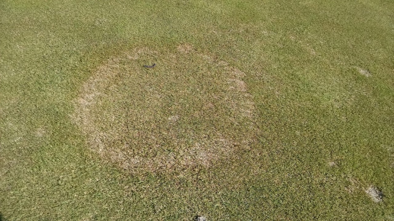 Circular turf disease spot