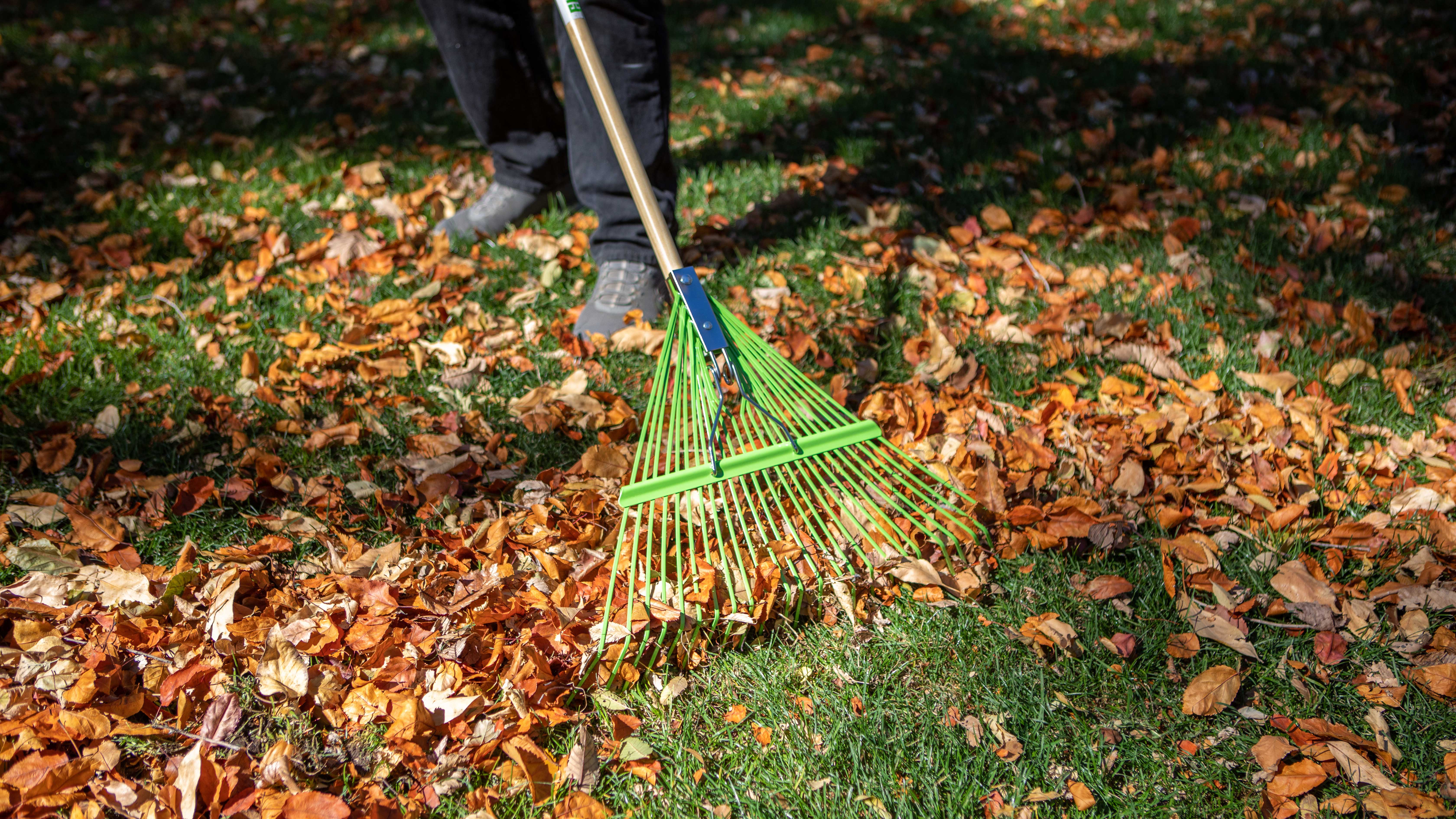 A picture of fall colored leaves being raked by a green rake. 