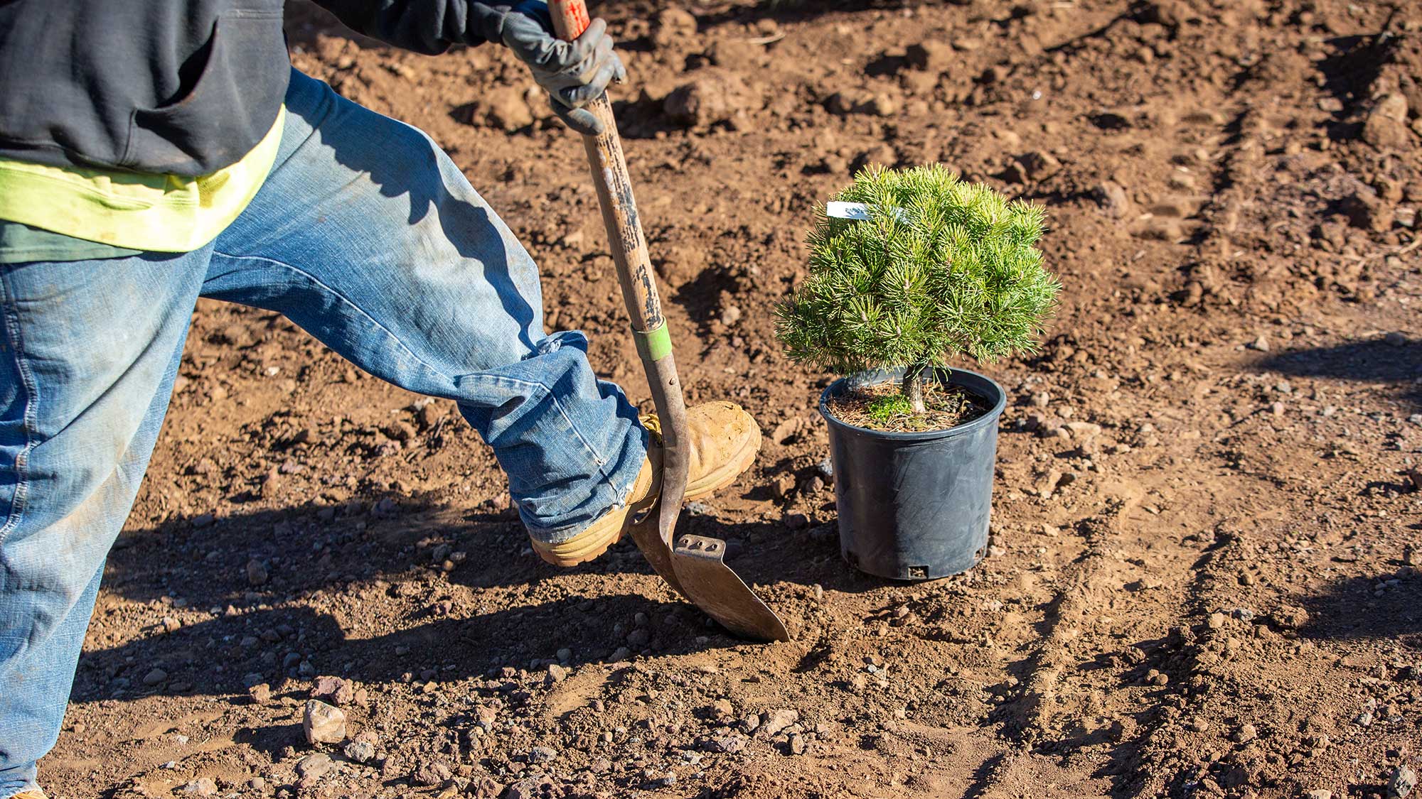 Landscaper wearing a hoodie, jeans and brown work boots uses a shovel to dig a hole to plant a small pine tree in brown dirt.
