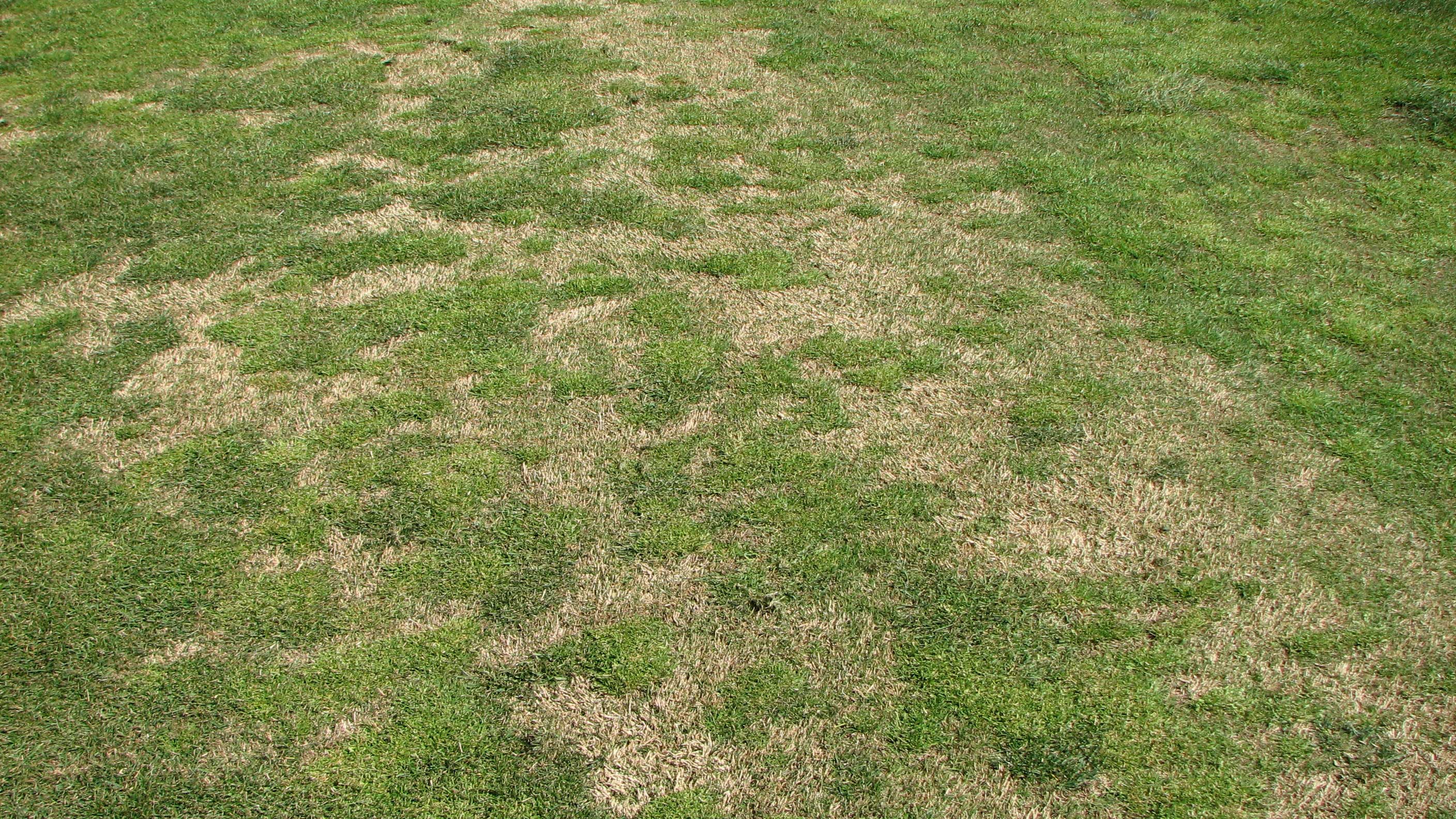 Clumply poa grass