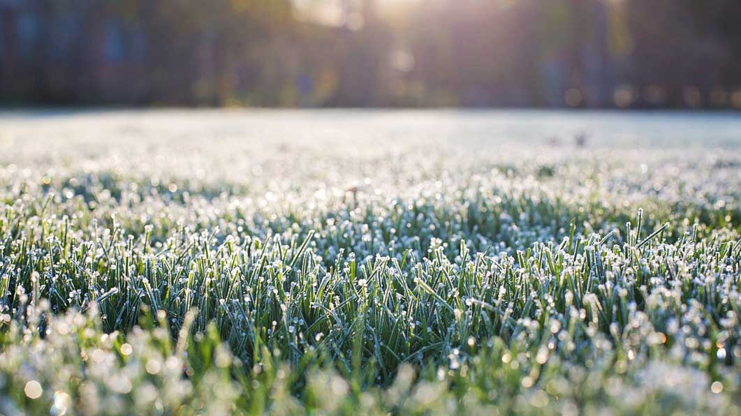 A winter scene with blades of green grass covered with frost.