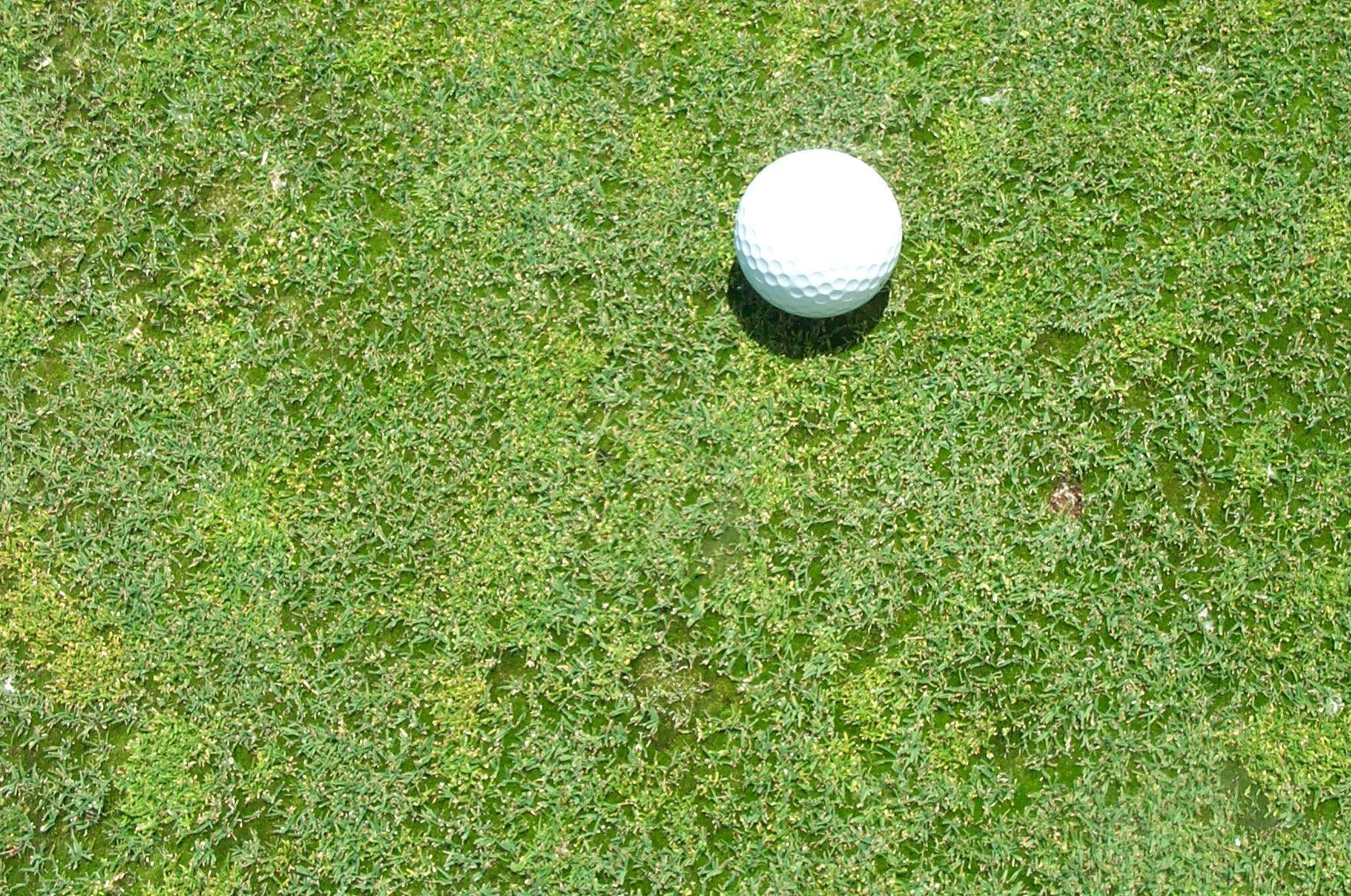 Close-up of a putting green infested with silver-threaded moss, featuring a golf ball placed on the moss-covered surface. 