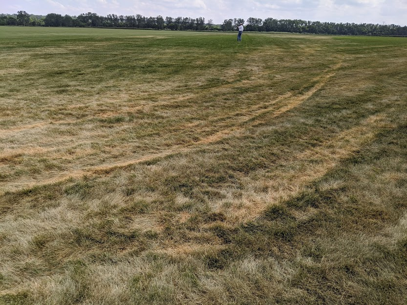 Severe drought stress in turfgrass, highlighting the impact of prolonged dry conditions and traffic patterns